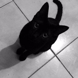 cat black photography freetoedit