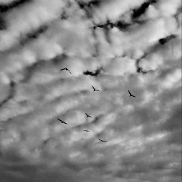 photography blackandwhite sky clouds birds freetoedit