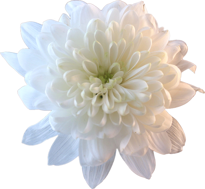 flower white whiteflower tumblr aesthetic...